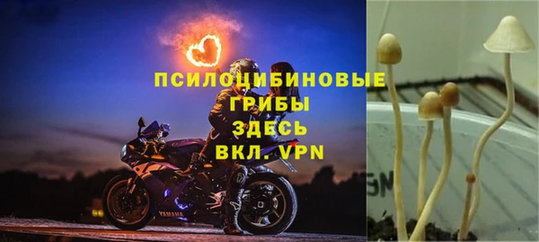 крисы Тайга